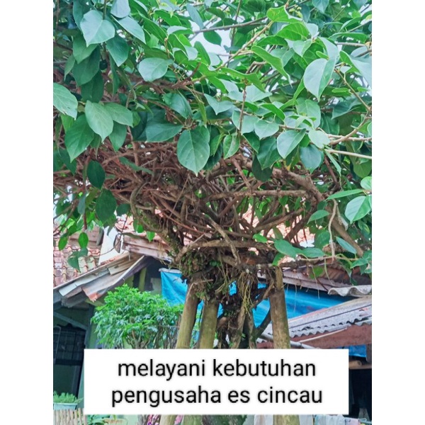 

Daun cincau segar 100% fress 500gr Sudah ready yah