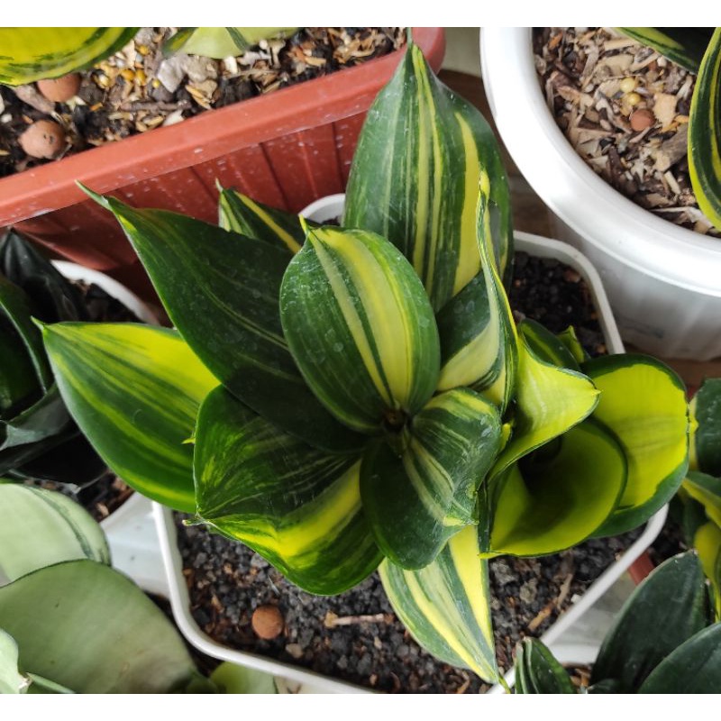 Sansevieria Green Mould Varigata Sansivera green mol