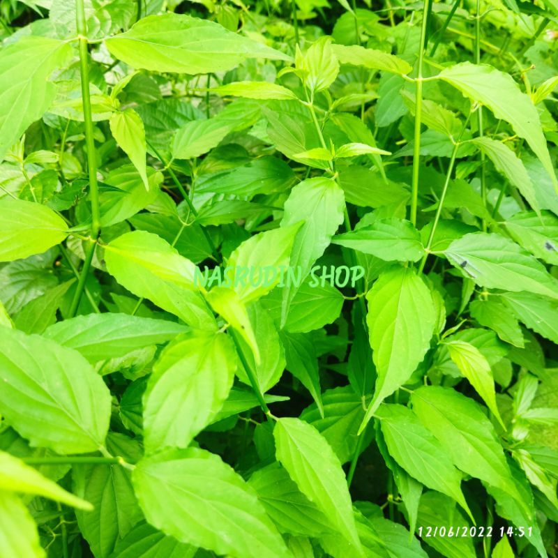 

[Fresh] BIBIT DAUN BELALI GAJAH 20 POHON CABUTAN / BIBIT BELALAI GAJAH / bibit dangdang gendis