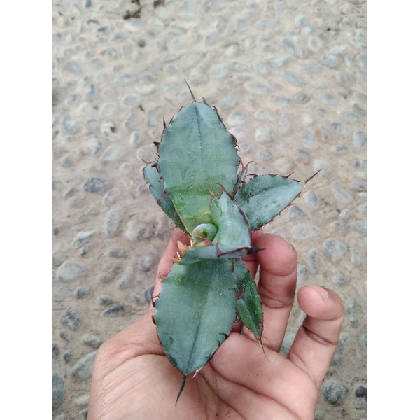 kaktus sukulen// agave blue ball