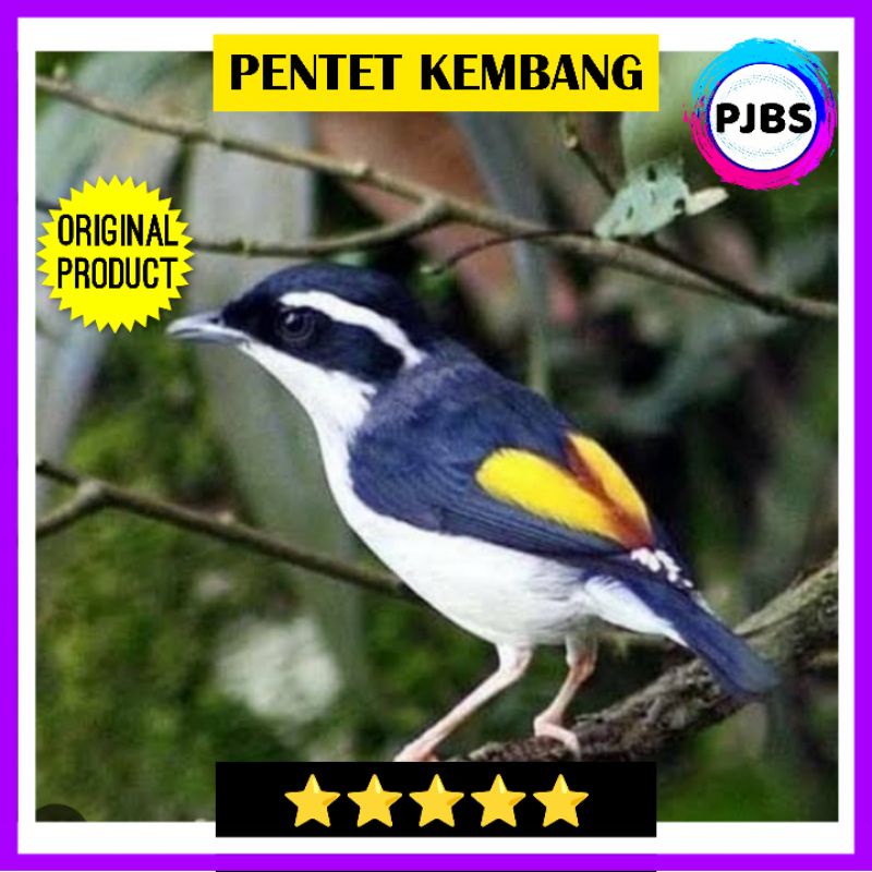 PENTET CENDET KEMBANG JANTAN bukan jatim