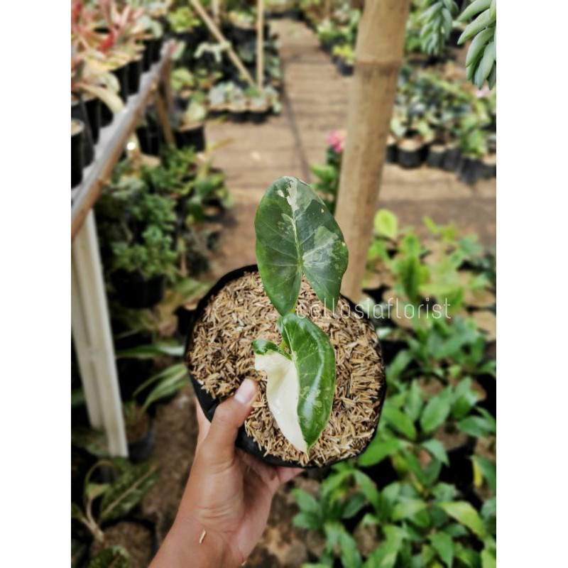 Tanaman Hias Sente Variegata / Alocasia Macrorrizos Variegata Pohon Hidup - TitipBibit