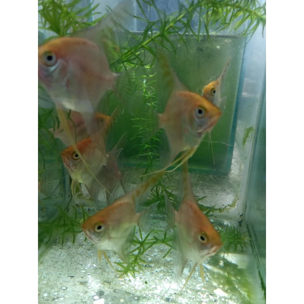 Penghias Aquascepe/Isi 5 ekor/Manfish golden/aksesoris Akuarium