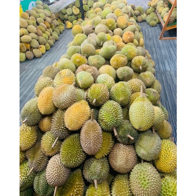 Bibit Durian Petruk Batang Besar Ukuran 1 Meter Siap Berbuah