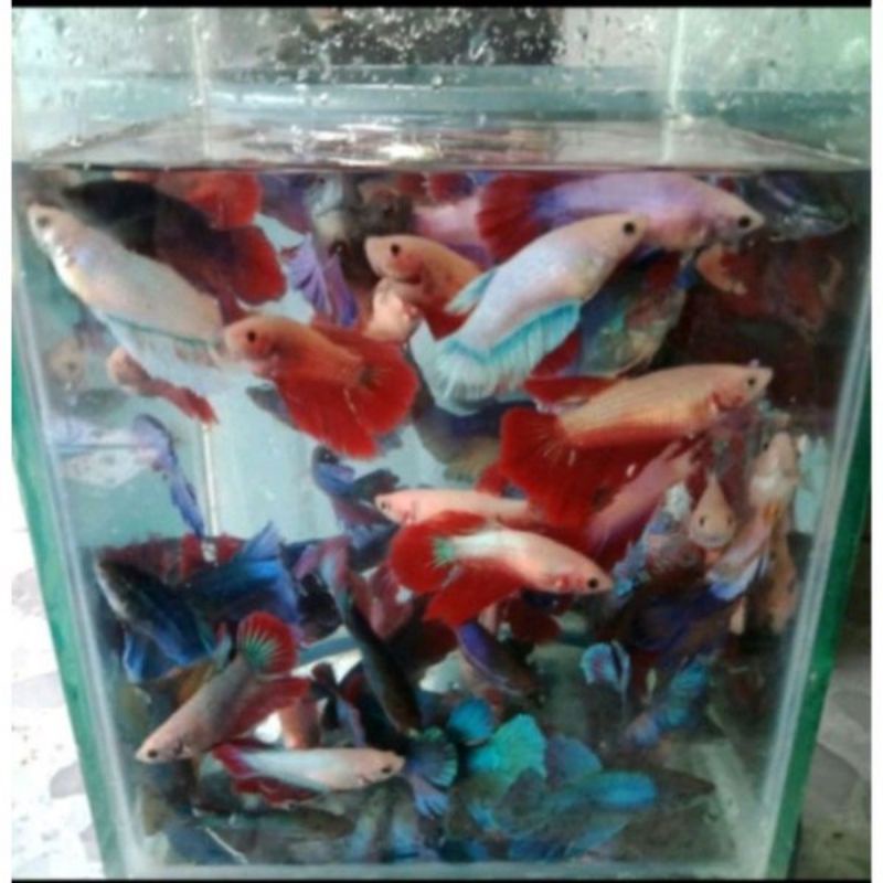 Female Halfmoon Cendol Ornamen Akurium