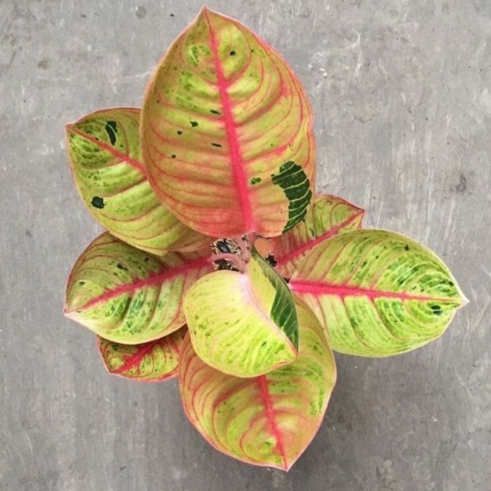 Tanaman Hias Aglonema//Baby Aglonema Goliath//Goliath Trah Merah