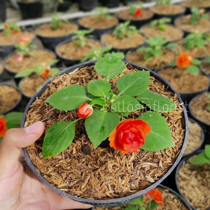 Tanaman Bunga Impatiens Walleriana Bunga Tumpuk, Pacar Air Tumpuk pohon hidup - TitipBibit