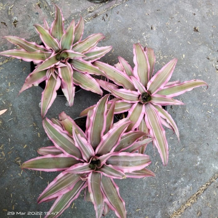 Tanaman hias kerang nanas pink besar, tanaman hias cryptantus