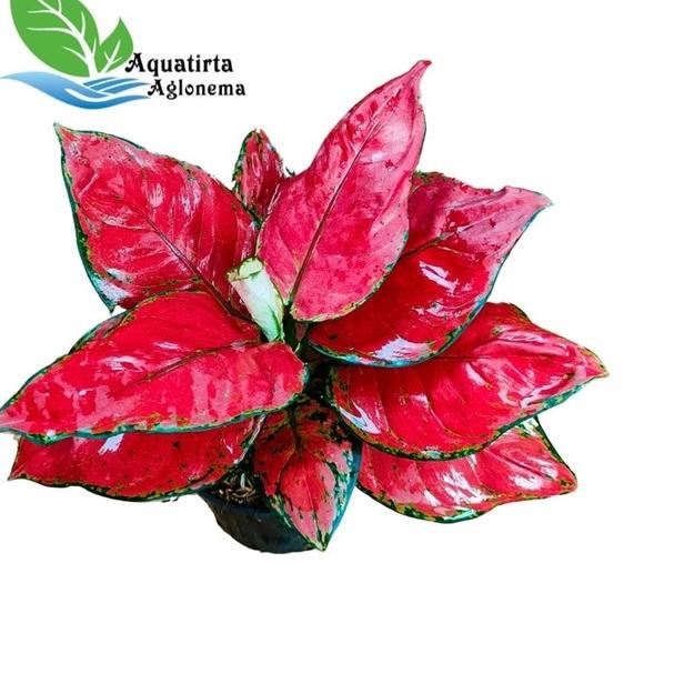 ☛ RED ANJAMANI SUPER JUMBO - Tanaman Hias Aglonema / Aglaonema ✹