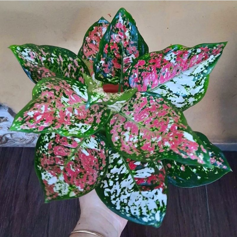 AGLONEMA TRI COLOUR ANAKAN CANTIK - tanaman hias hidup - bunga hidup - bunga aglonema - aglaonema me