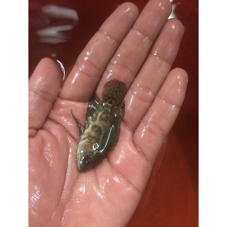 ikan oscar batik