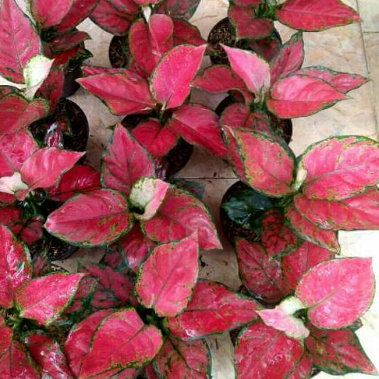 ✺ Aglonema Red anjamani jumbo ❆