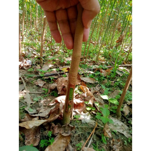 Bibit karet unggul/5Batang