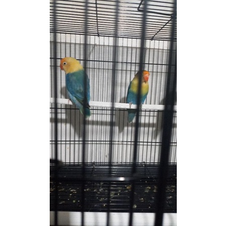 Lovebird Biola PB Vio Paud