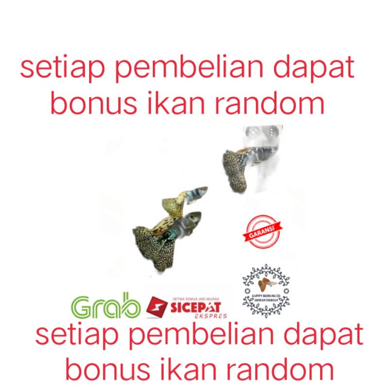 packing styrofoam(ikan guppy YTKC Grade A