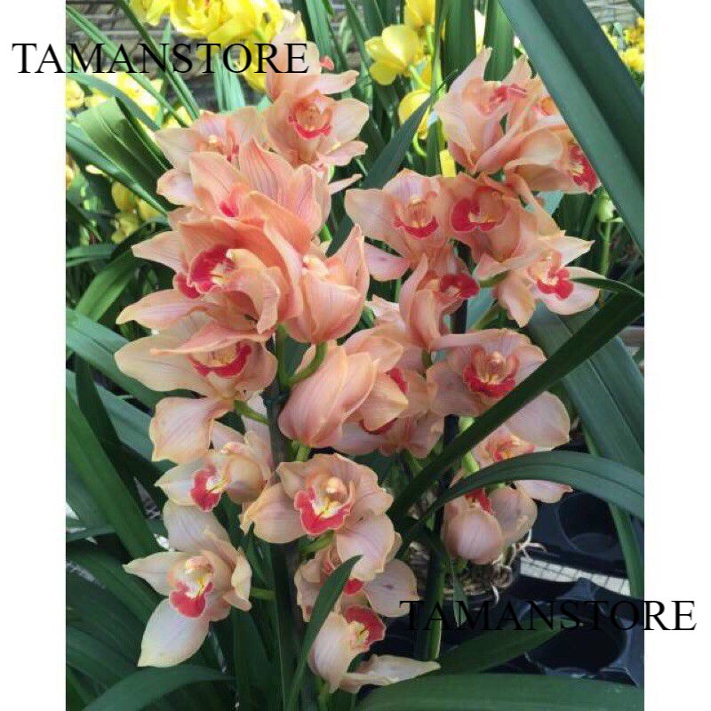 PROMO Anggrek tanah cymbidium ( coral red ) /BUNGA HIDUP TANAMAN HIAS HIDUP/BUNGA HIASAN RUMAH MURAH