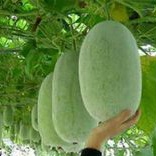 

buah bligo buah kundur 5,8-6 kg