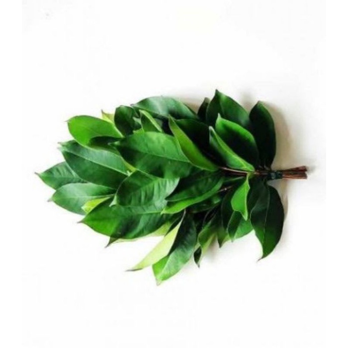 

DAUN SALAM SEGAR 1 IKAT