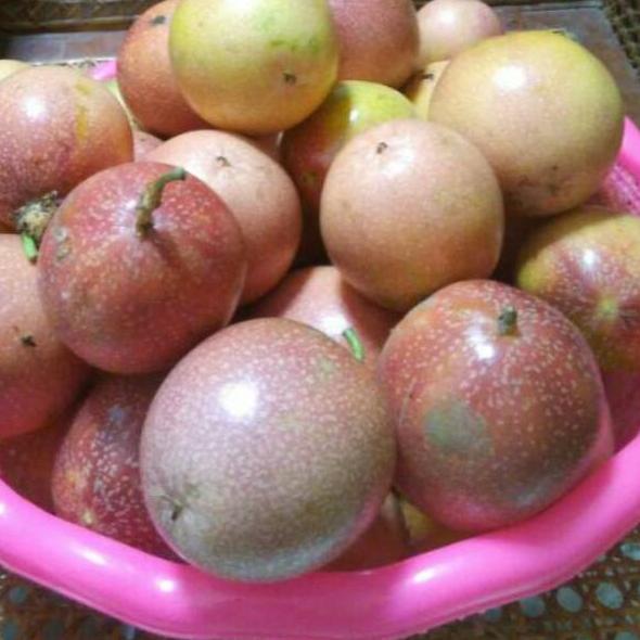 

TERBARU Buah markisa 1 KG segar langsung petik(ada selalu) bonus 150 gram markisa segar