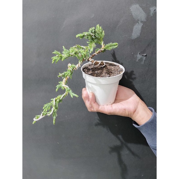 tanaman bonsai cemara bajul medium bahan unggul mudah di bentuk - TitipBibit