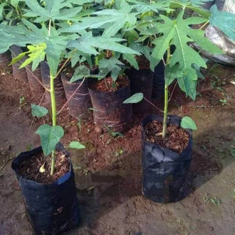 Bibit pepaya Thailand | Bangkok super