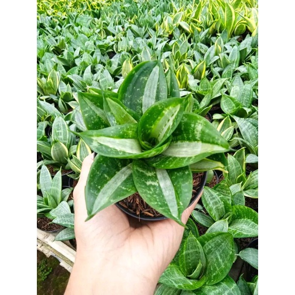 Sansivera Green Hahnii Trifasciata Hahnii Steaker Kaktus Hidup Kaktus Sukulen Kaktus Hidup Tanaman H