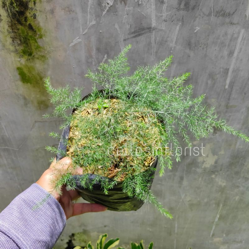 Tanaman Hias Asparagus Asparaga (Common asparagus fern) pohon hidup - TitipBibit