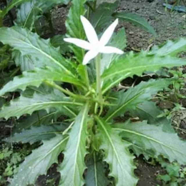 

Daun Kitolod atau Kitolo Segar 500 gram Murah