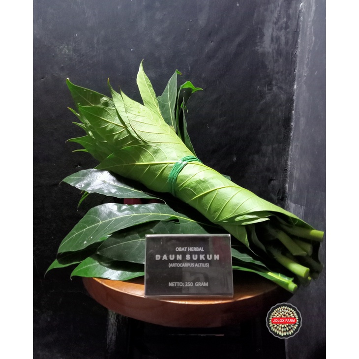 

( 250 GRAM) DAUN SUKUN SEGAR OBAT HERBAL/ARTOCARPUS ALTILIS