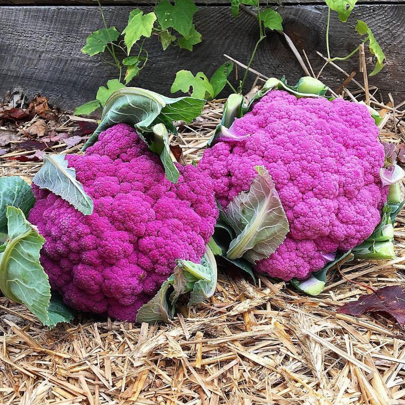 6biji benih bibit brokoli ungu