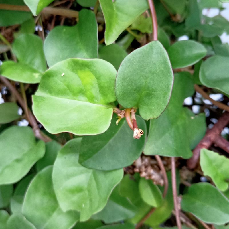 

Daun Binahong Obat Alami