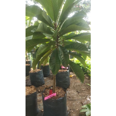mamey sapote keywest ekonomis