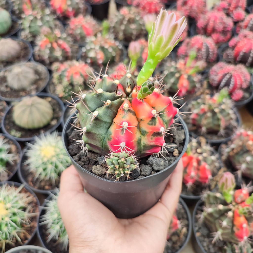 Gymnocalycium Carnelian | D 10 Cm | Kaktus