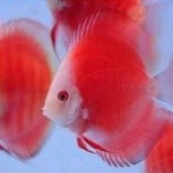 ikan hias air tawar discus red melon discus red melon ikan hias aquascape ikan hias air tawar ikan hias aquarium red melon