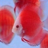 ikan hias air tawar discus red melon discus red melon ikan hias aquascape ikan hias air tawar ikan h