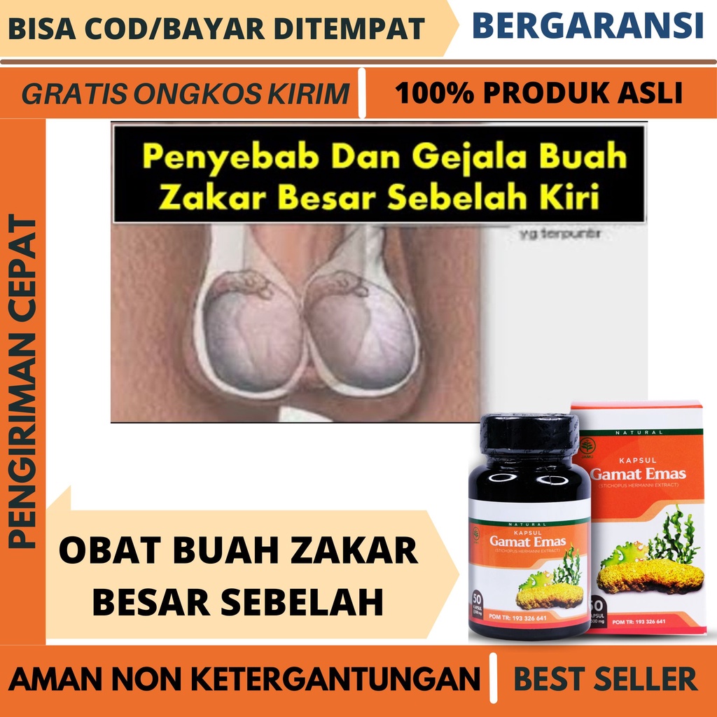 Obat buah zakar besar sebelah, Testis besar sebelah, Testis bengkak sebelah, Obatnya kapsul gamat em
