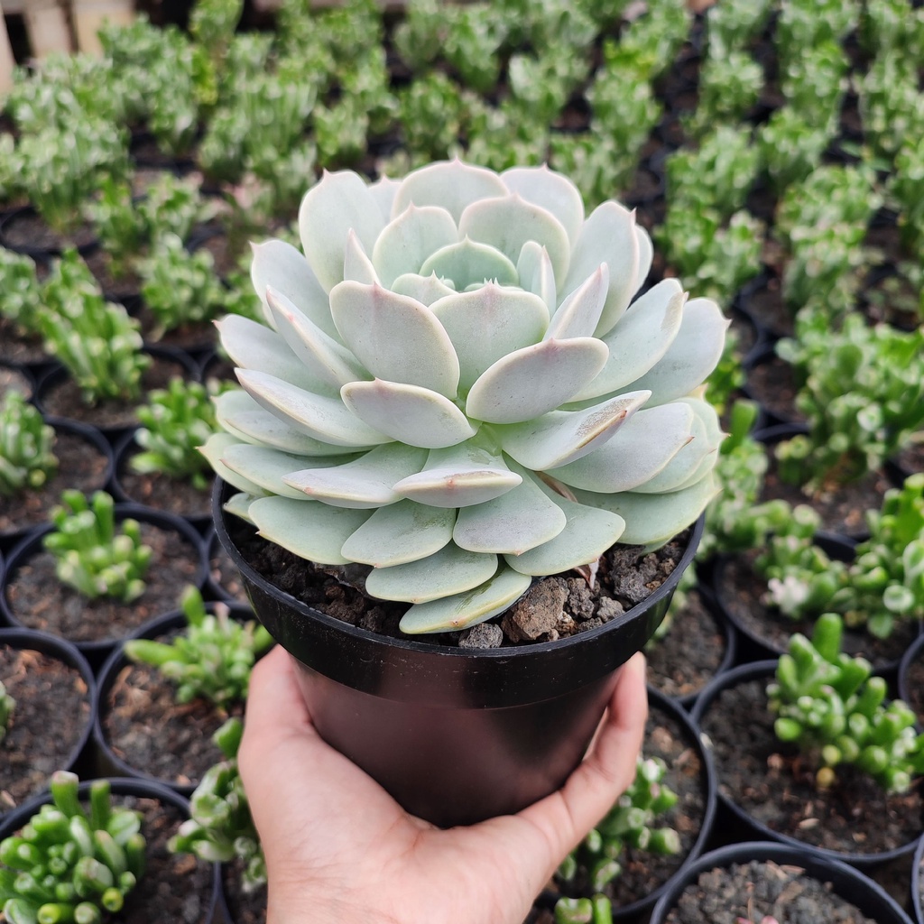 Echeveria Lola | D 15 Cm | Sukulen