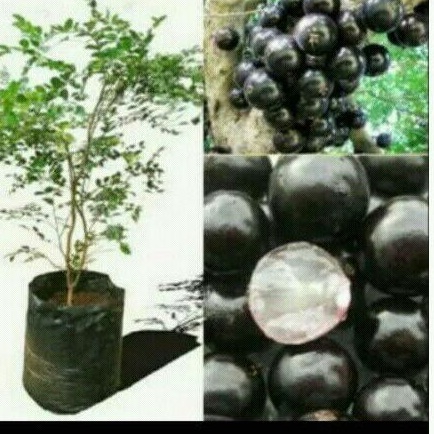 Bibit Anggur Brazil (Preco)