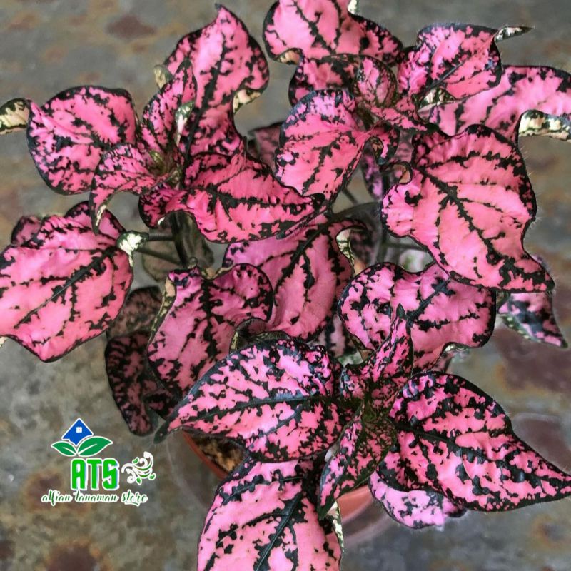 tanaman hias hipoestes pink - tanaman indoor - pohon hypoetes pink