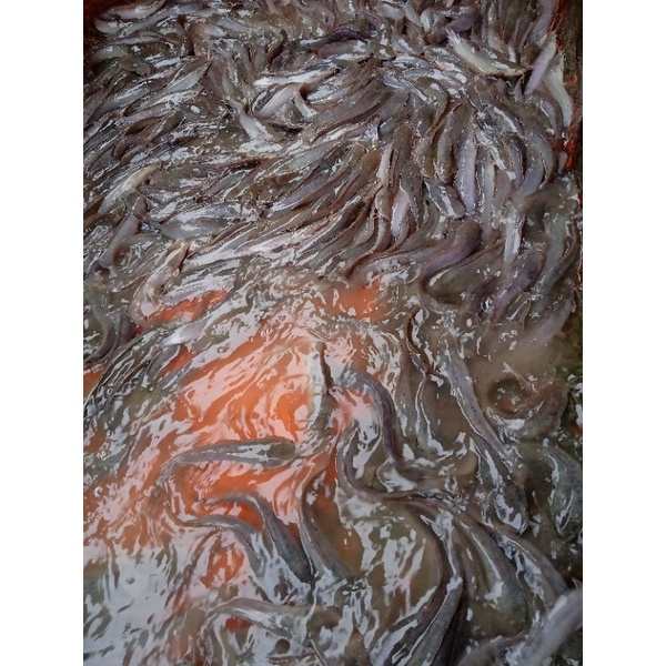 

Ikan lele sudah bersih & higenis