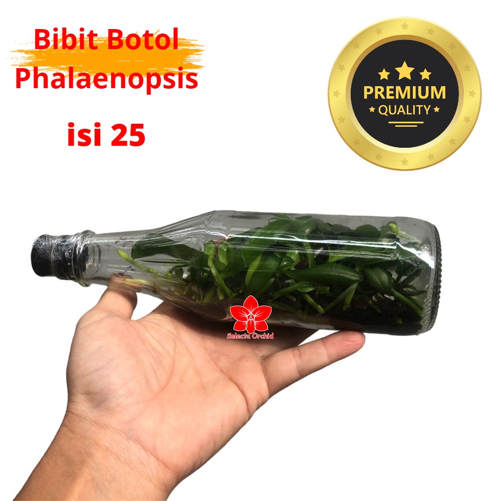 Bibit Tanaman Bunga Anggrek Bulan Botol - Botolan anggrek phalaenopsis Hybrid isi 20-25