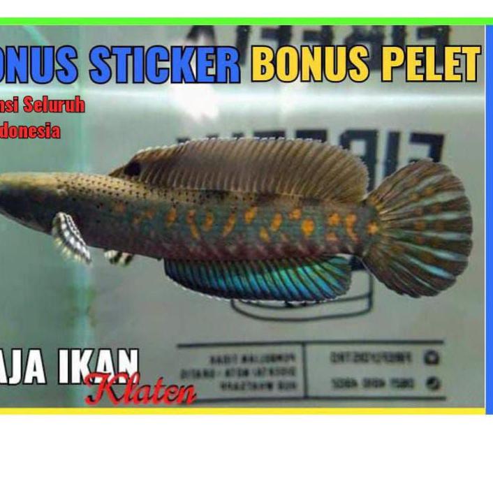 CHANNA BLUE PULCHRA SINGLE TANK (Bonus Pelet)  ✓