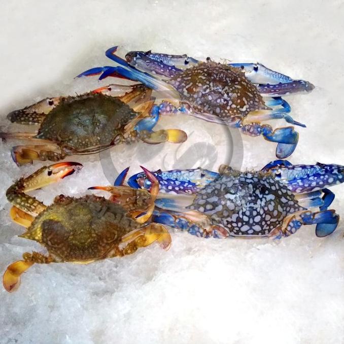 

Jual Rajungan segar per kg TERLARIS