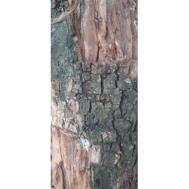 Kulit pohon duwet / kulit pohon jamblang