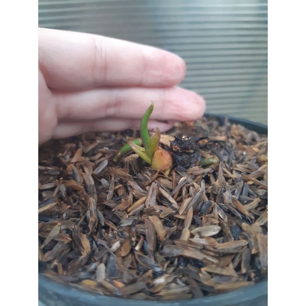 anthurium jemani Tanduk varigata  ( bonggol ) DARI indukan mewah