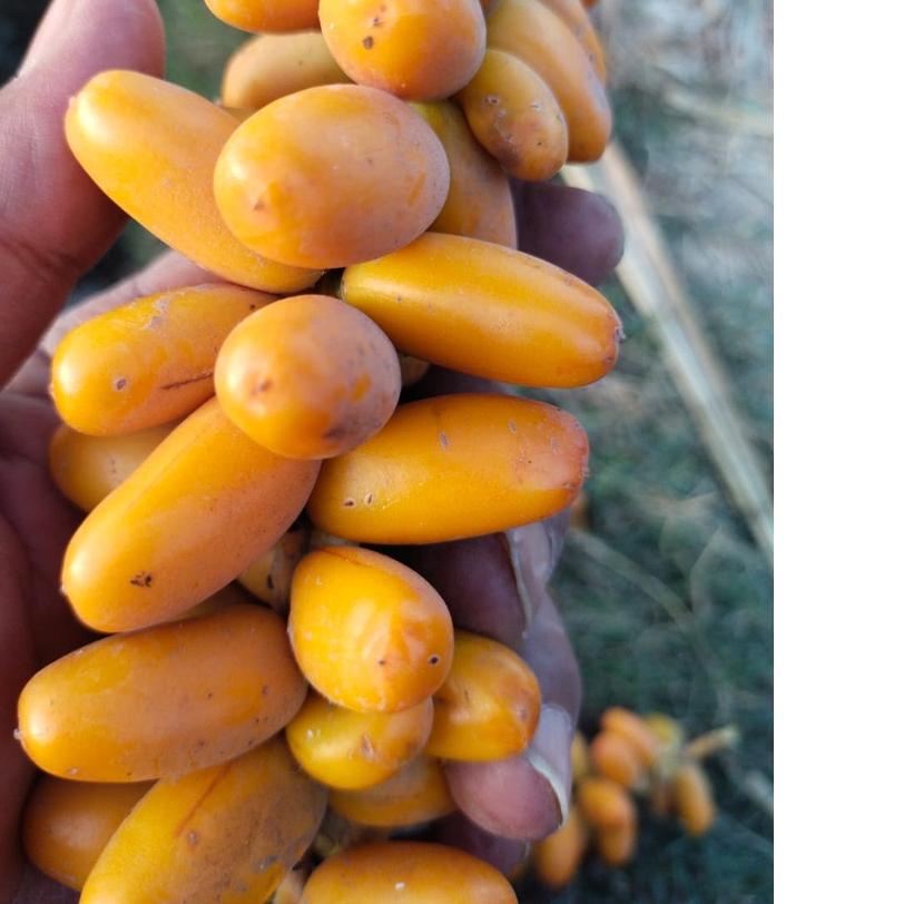 

✿ Kurma Muda Kuning Fresh Mengkel - 1 Kg ➺