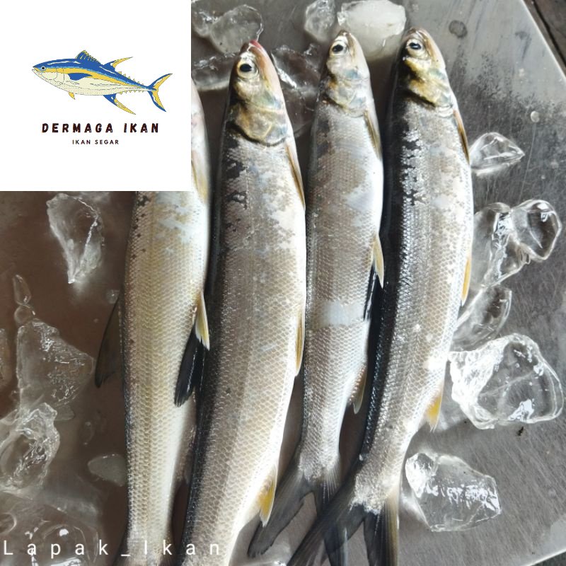 

Ikan Payus Segar 1~Kilogram