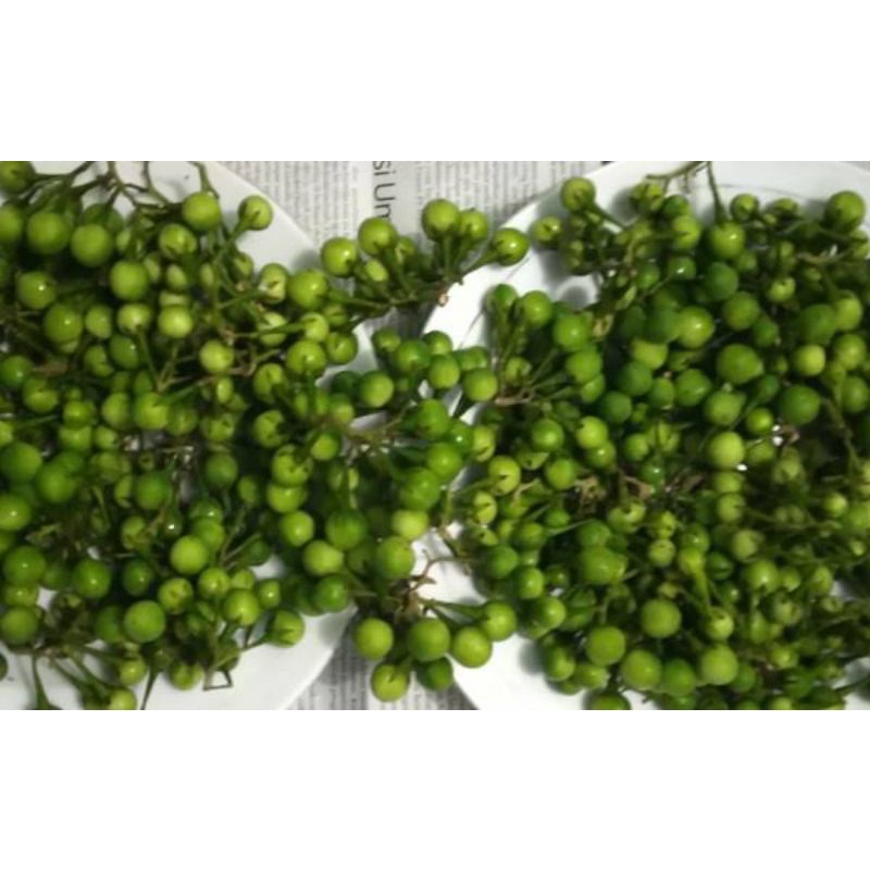 Rimbang Segar 100 gr