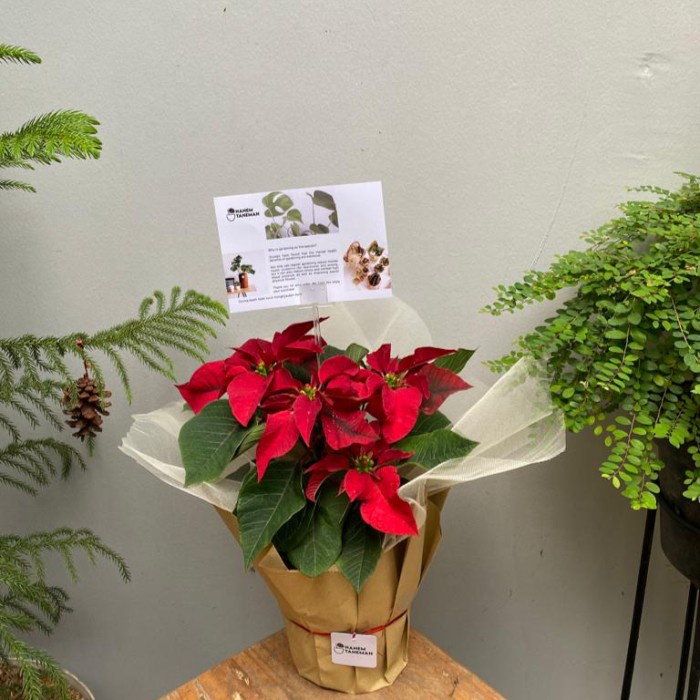 

(COD) Paket Hampers kastuba merah