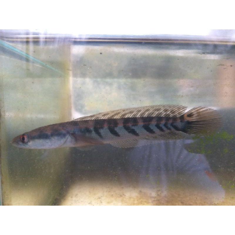 Ys Maru 13cm up batik cabung